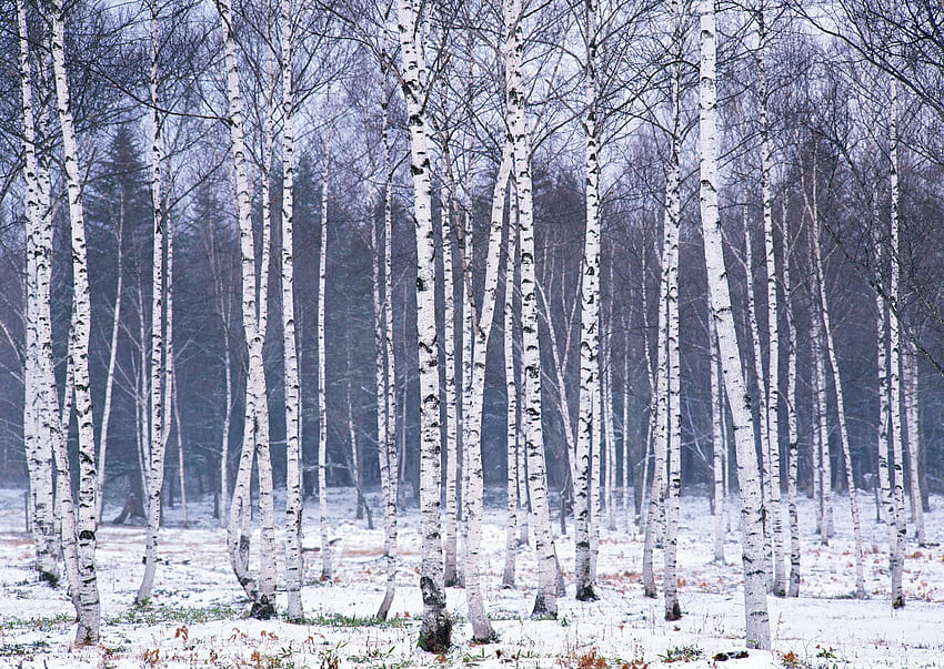 Birch Tree, White Birch HD wallpaper