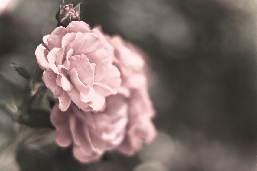blumen , bunga, merah muda, kelopak, mawar taman, tanaman - Gunakan Wallpaper HD