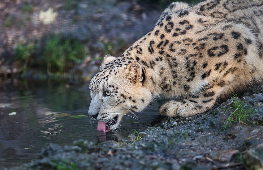 Animali, Leopardo delle nevi, Leopardo, Predatore, Gatto selvatico, Gatto selvatico, Irbis Sfondo HD