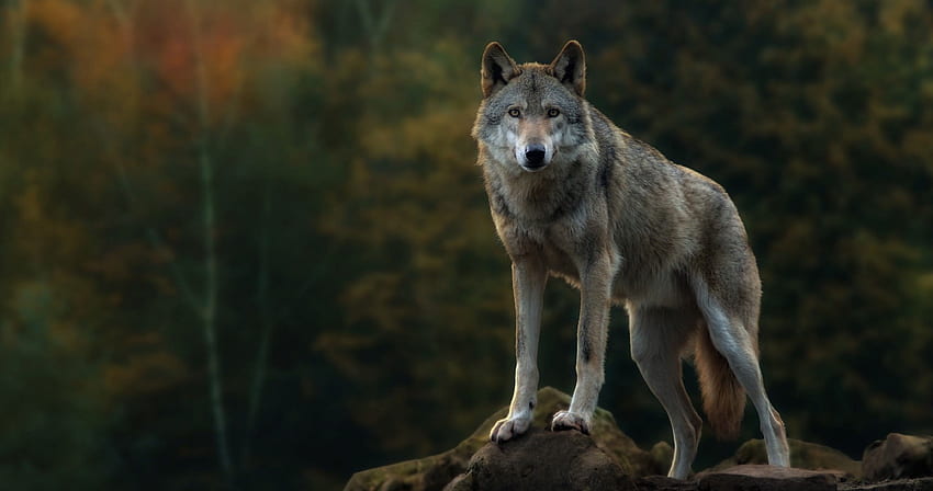 gray wolf ultra . ololoshenka. Wolf , Wolf HD wallpaper