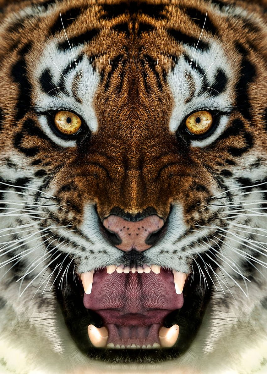 Плакат с лицето на ядосания тигър HD тапет за телефон