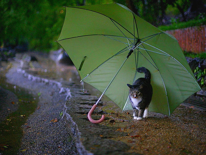 Cute Rainy Weather - Rain Good Morning HD wallpaper