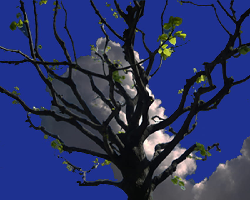 árbol vernal, azul, sombra, árbol, vernal, 3d, luz, nubes, naturaleza, bosque fondo de pantalla