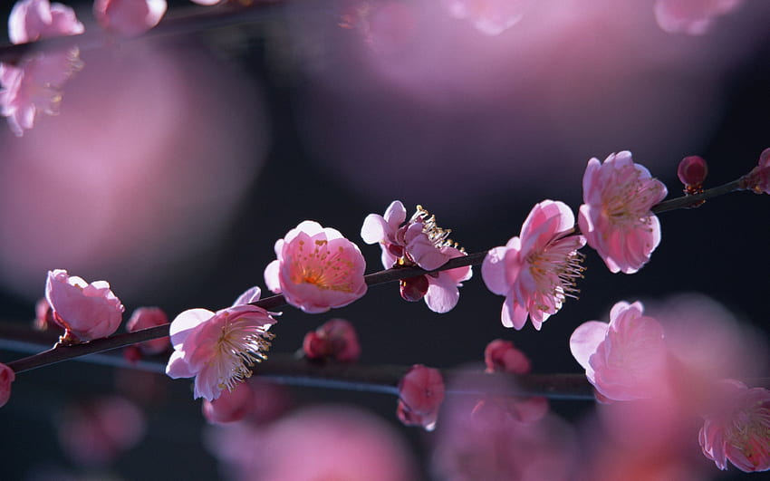 桃の花 – 一つ、桃の花 高画質の壁紙