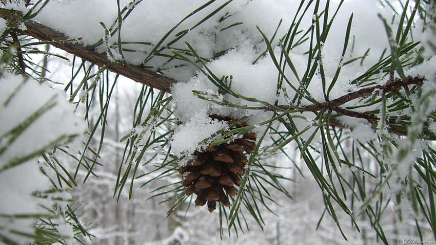 Snowy Pine Branch, February Winter HD wallpaper
