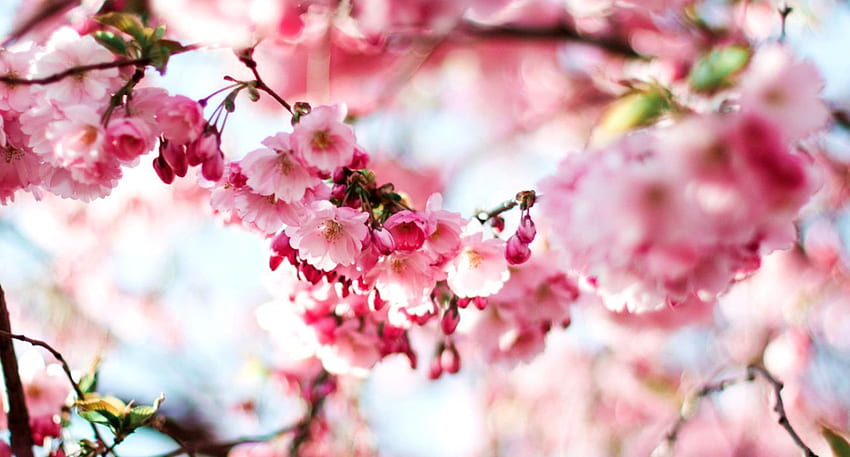 Cherry Blossoms Pink Spring Nature . Decor di Design HD wallpaper