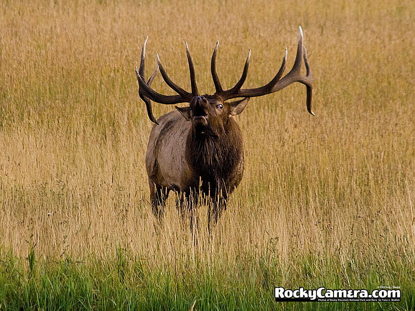 Elk borders HD wallpapers | Pxfuel