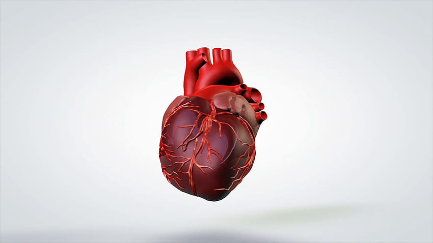 3D Animated Model Rotating Human Heart Motion Background, Anatomical Heart  HD wallpaper | Pxfuel
