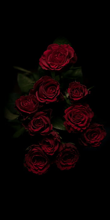 Valentine's Day red roses , full screen, large screen, red roses heart ...