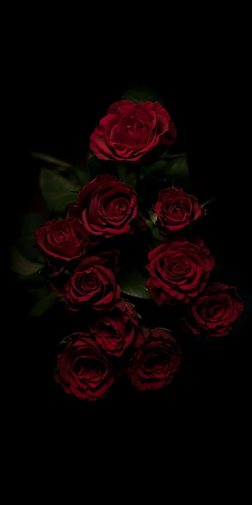 Garden roses, red, rose, flower, floribunda, rose family, iphone . Flowers black  background, Rose , Red roses, Aesthetic Black and Red Rose HD phone  wallpaper | Pxfuel