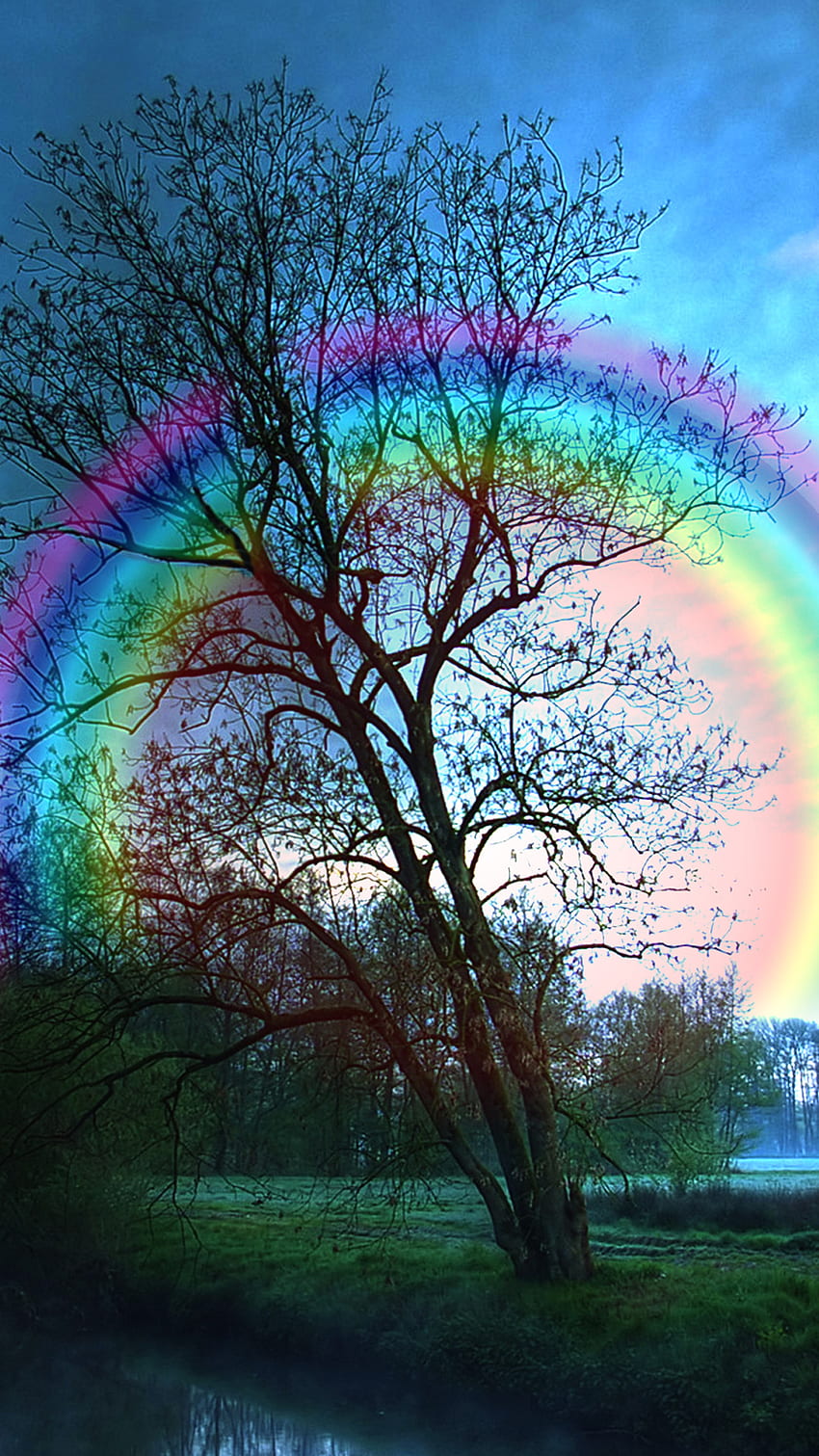 Rainbow colors in nature rainbow tree HD wallpaper  Pxfuel