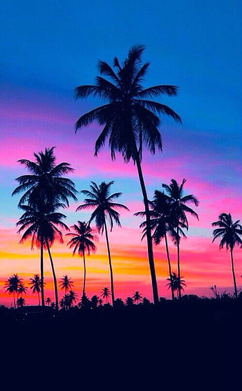 Hawaii aesthetic palm trees HD wallpapers | Pxfuel