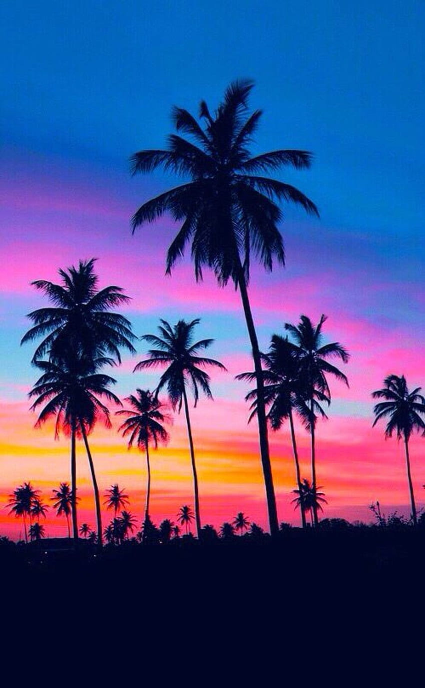 Árbol de coco de verano de Hawái, palmeras estéticas de Hawái fondo de pantalla del teléfono