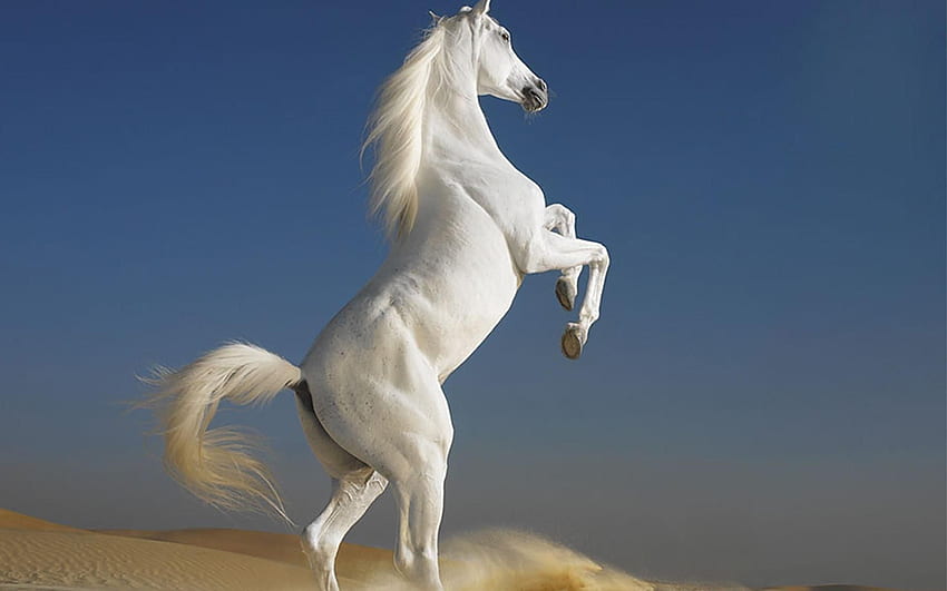 Weißes Pferd, schönes Pferd HD-Hintergrundbild