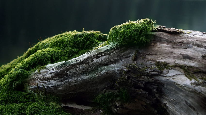 ธรรมชาติ ไม้ ต้นไม้ ตะไคร่น้ำ ตอไม้ ท่อนซุง วอลล์เปเปอร์ HD
