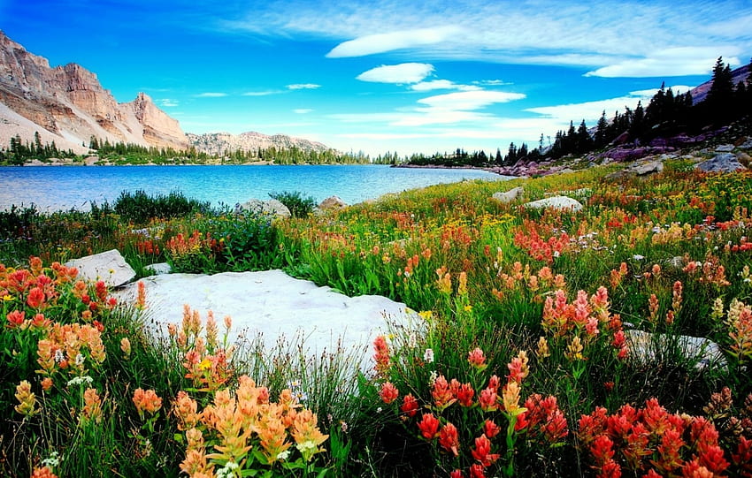 Amethyst lake-Utah, ametyst, kolorowy, kraj, piękny, jezioro, polne kwiaty, dywan, sceniczny, niebo, Utah Tapeta HD