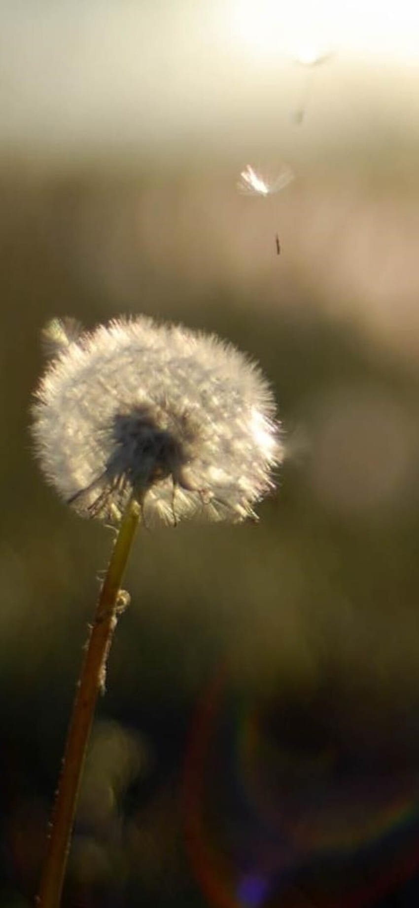 Dandelion Flower iPhone XS, iPhone 10, iPhone X , , Background, and , Dandelion iPhone HD phone wallpaper