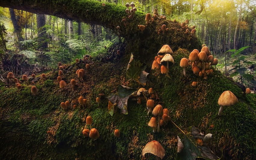 버섯, 자연, 숲, 곰팡이 HD 월페이퍼