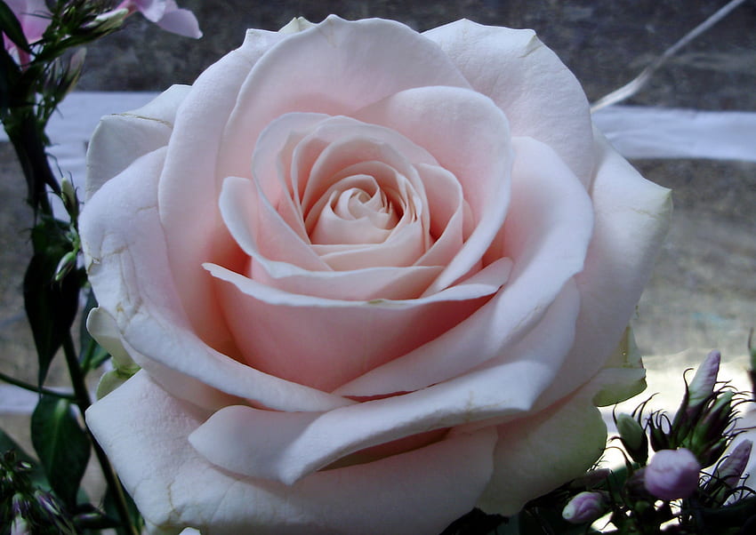 różowa róża, róża, różowy kwiat Tapeta HD