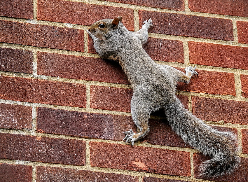 Animals, Squirrel, Wall, Tail, Climb HD wallpaper