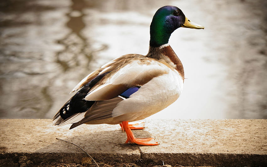 Mallard Duck . Mallard Duck . Cool HD wallpaper