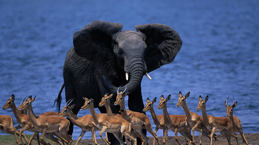 wildlife africa, elephant, duiker, pygmy antelope, run Full Background, African Culture HD wallpaper
