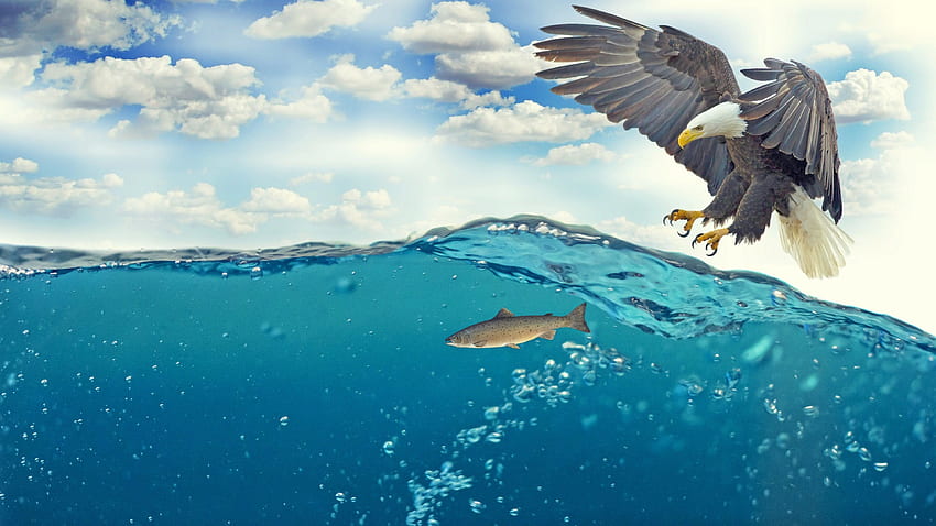 Águila atrapando peces bajo el agua fondo de pantalla