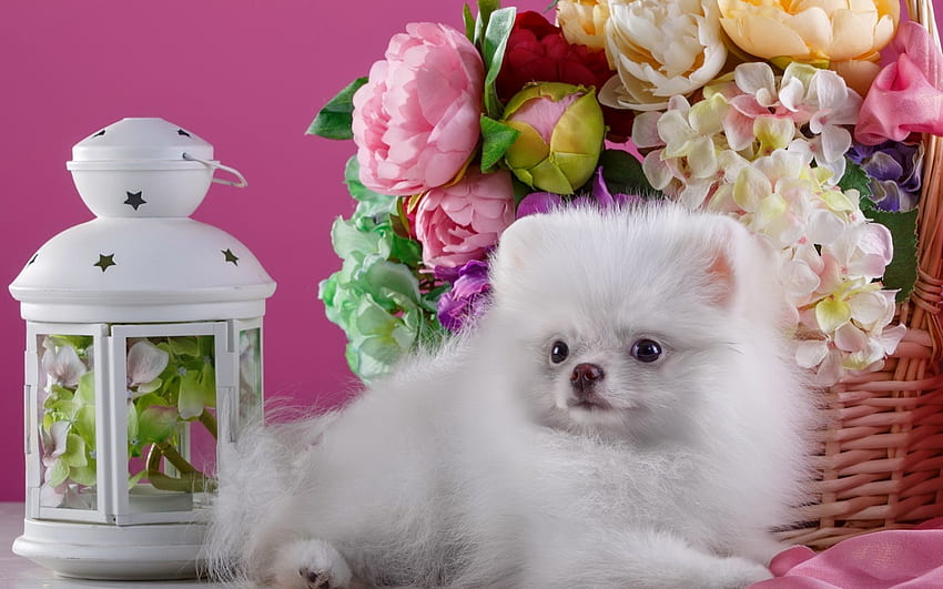 Still life with puppy, dog, sweet, white, bouquet, pomeranian, cute, beautiful, fluffy, still life, puppy, shpic, pretty, funny, flowers, adorable, lantern HD wallpaper