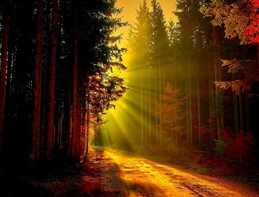 Promienie światła, promienie, światło, ścieżka, las, zachód słońca Tapeta HD