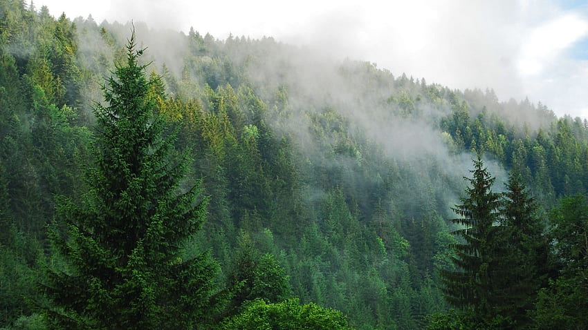 Kiefernwald, grüner ästhetischer Mac HD-Hintergrundbild