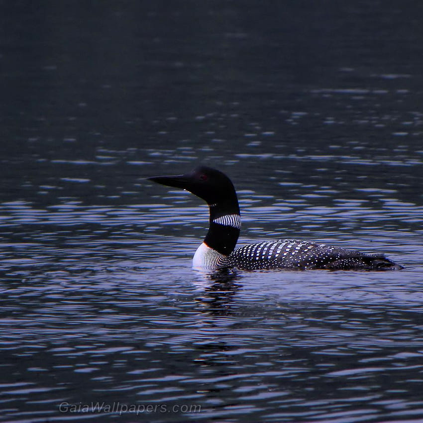 Common Loon on blue water - HD phone wallpaper
