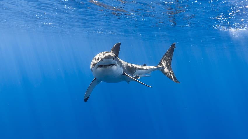 Great, white shark, fish, underwater HD wallpaper