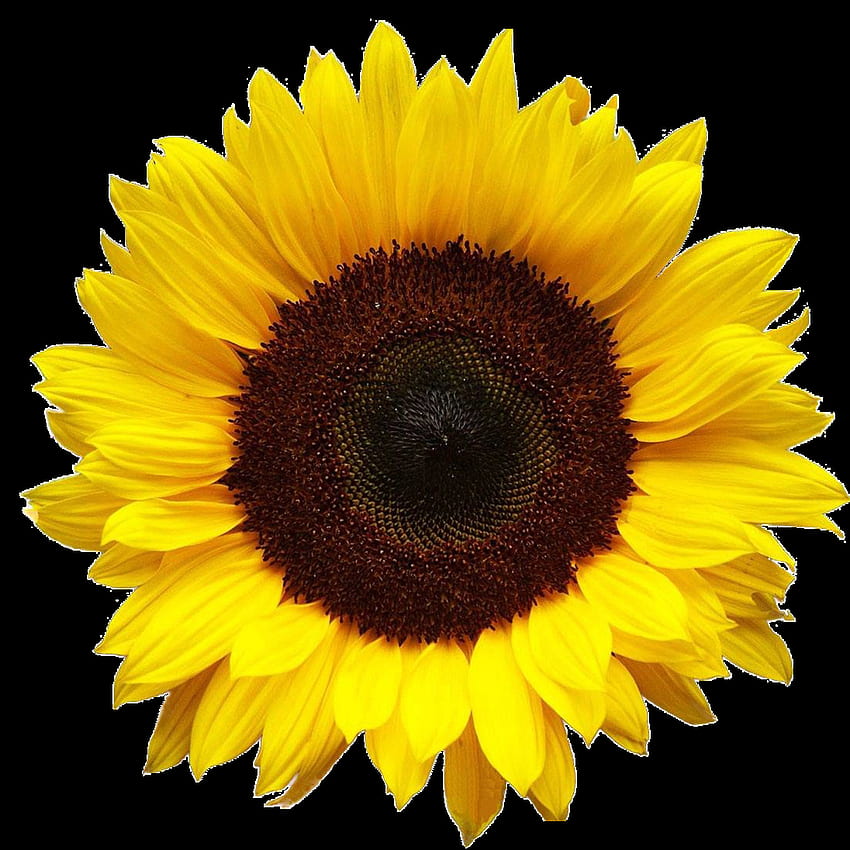 Sonnenblume PNG, realistische Sonnenblume HD-Handy-Hintergrundbild