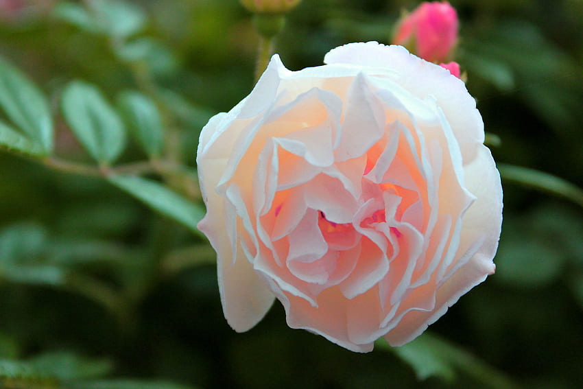 Elegant Rose, rose, buds, petals, nature, flowers, macro HD wallpaper