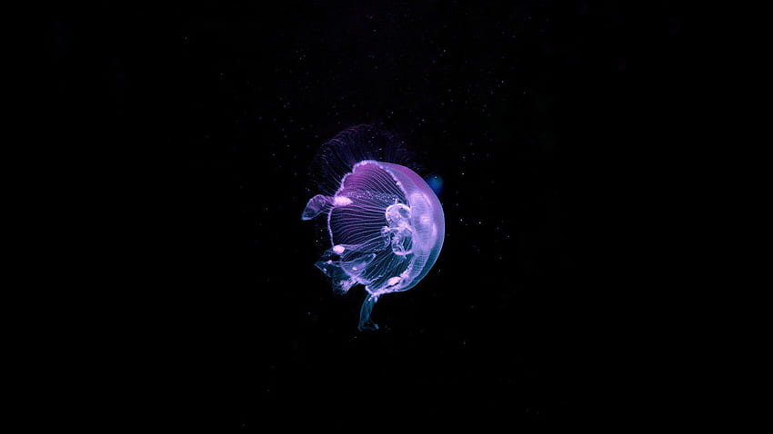 water, Underwater, Nature, Animals, Sea, Jellyfish, Dark, Black background, Deep sea / and Mobile & HD wallpaper