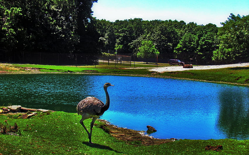 animales, avestruz, lago, pájaro, estanque, zoológico fondo de pantalla