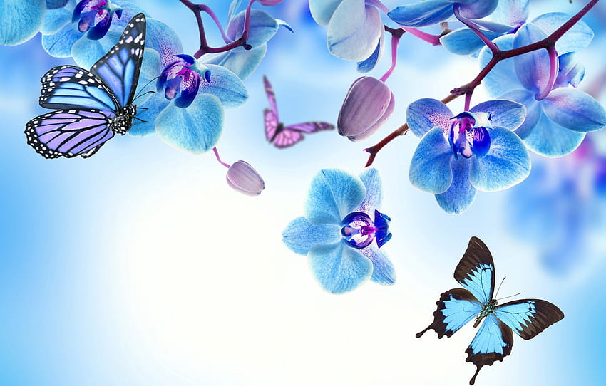butterfly, flowers, Orchid, blue, flowers, beautiful, orchid, butterflies for , section цветы, Roses and Butterflies HD wallpaper