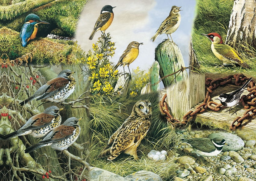 SPRING OVERTURE, BIRDS, NORTH, , SPRING HD wallpaper
