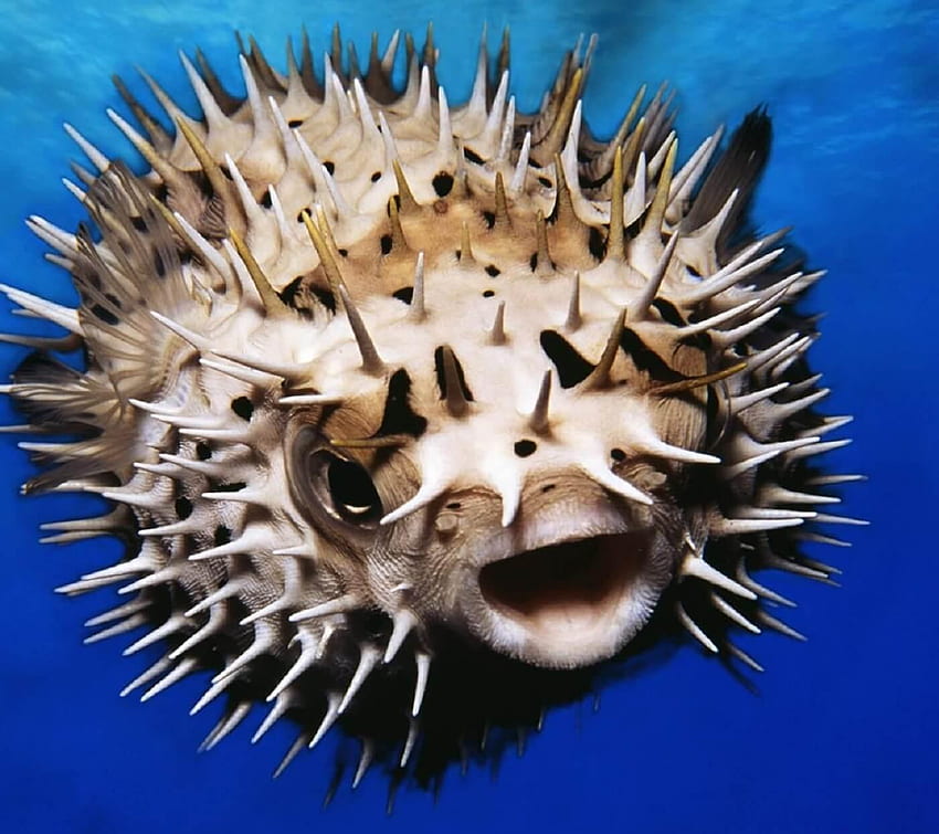 10 Pufferfish HD wallpaper | Pxfuel