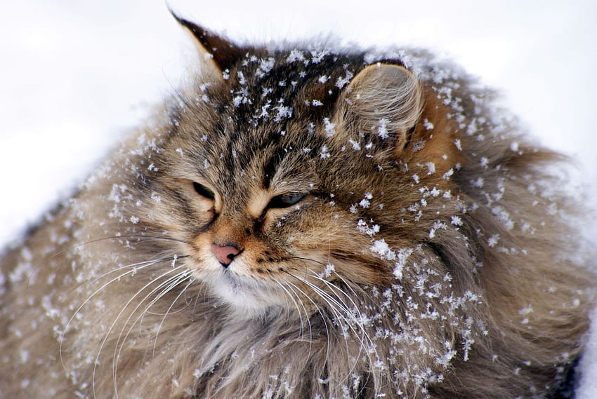 Zwierzęta, śnieg, kot, puszysty, gruby, gruby Tapeta HD