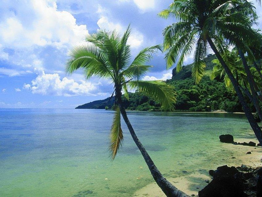 Palm beach, palm, hill, beach HD wallpaper