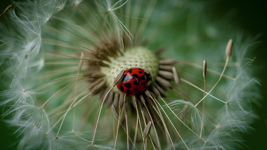 Makro, Serangga, Ladybug, Ladybird, Dandelion Wallpaper HD