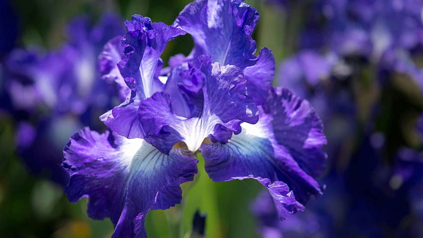 Julie su Simply Flowers. Fiori di iris, Fiori successivi, Fiore, Iris blu Sfondo HD