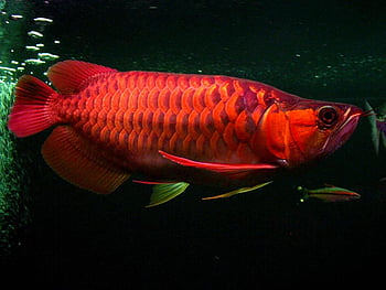 Arowana, Arwana HD wallpaper | Pxfuel