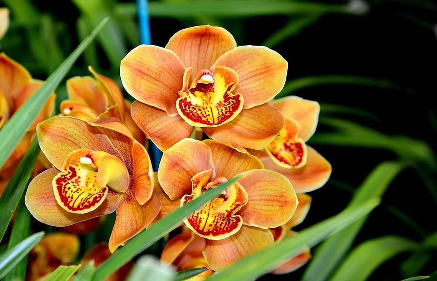Fiori, Fiore, Close-up, Orchidea, Esotico, Esotico Sfondo HD