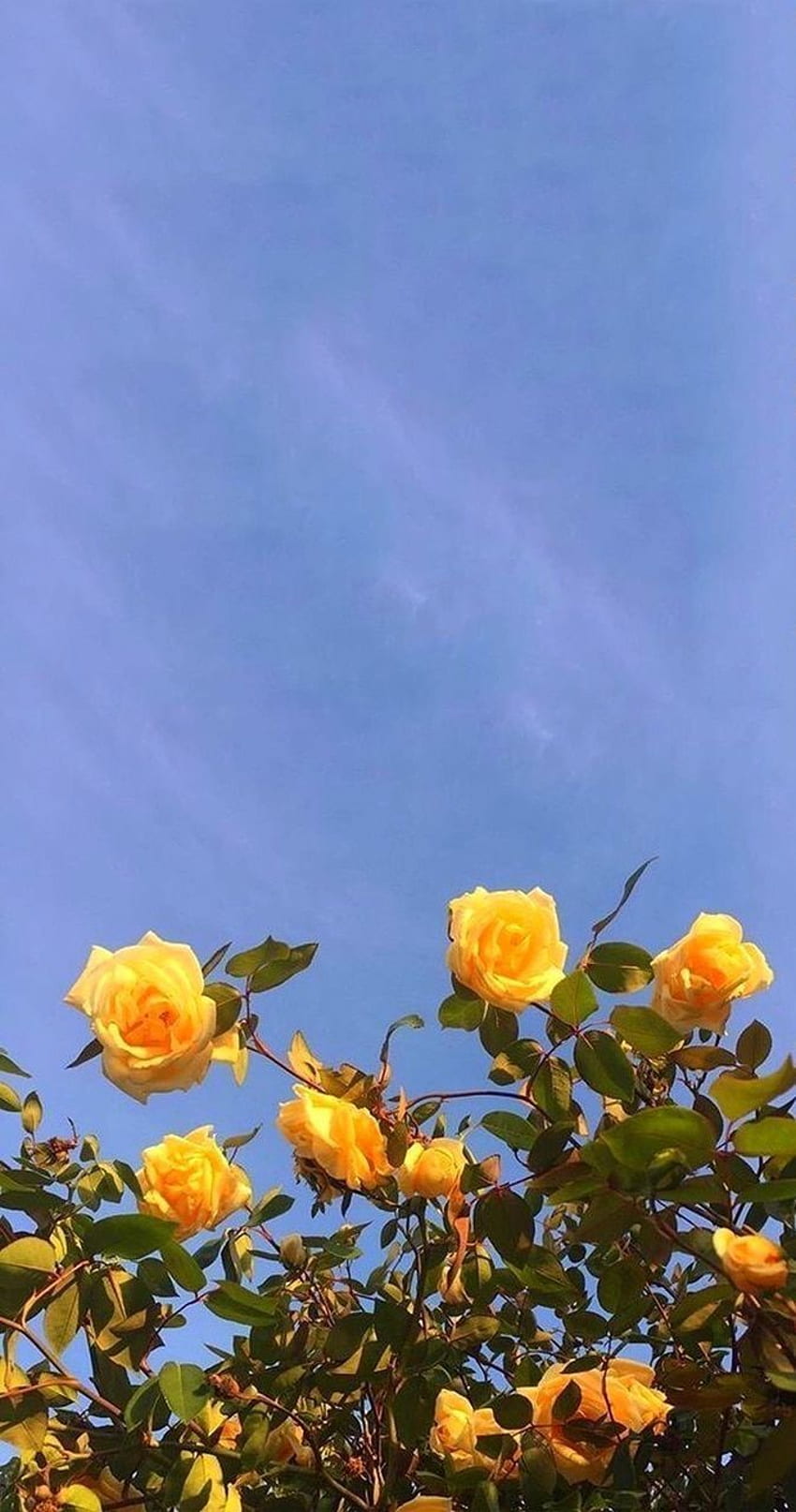 yellow summer flowers roses flowers florals in 2019 [] for your , Mobile & Tablet. Explore Mood . Mood Background, Mood, Yellow Flowers Aesthetic HD phone wallpaper