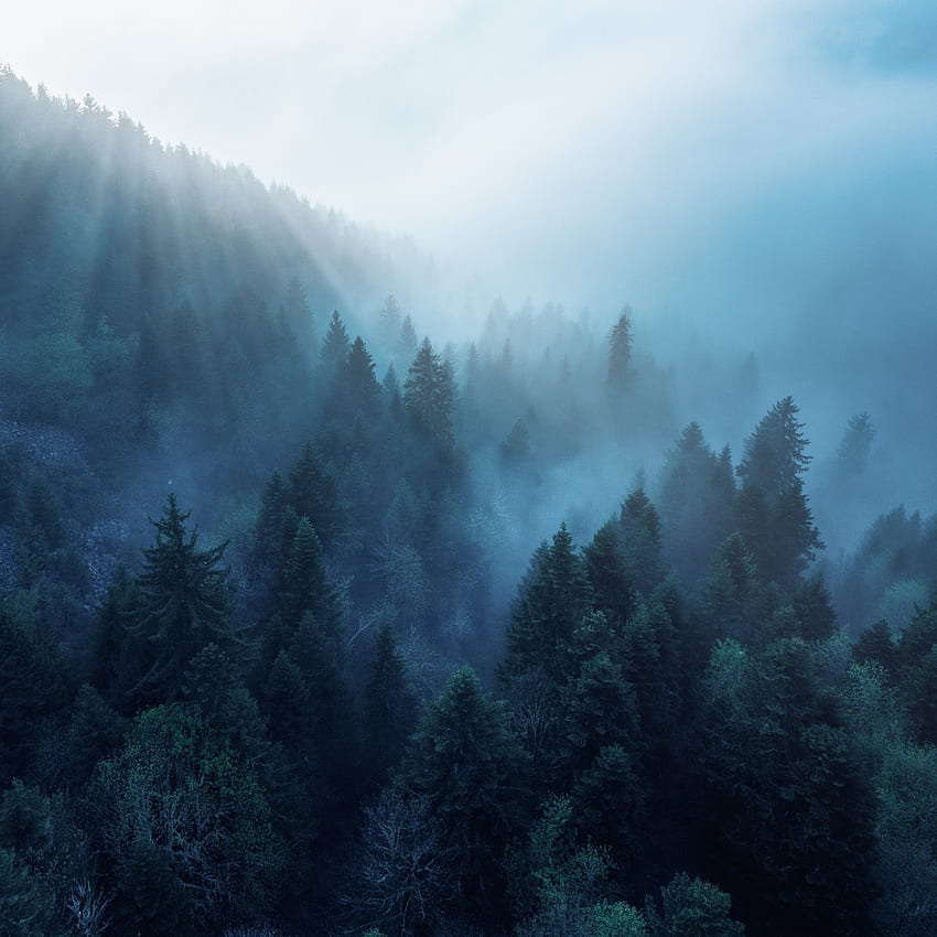 Foresta, Rodano Alpi, luce solare, nebbia mattutina, blu, natura, estetica nebbiosa Sfondo del telefono HD