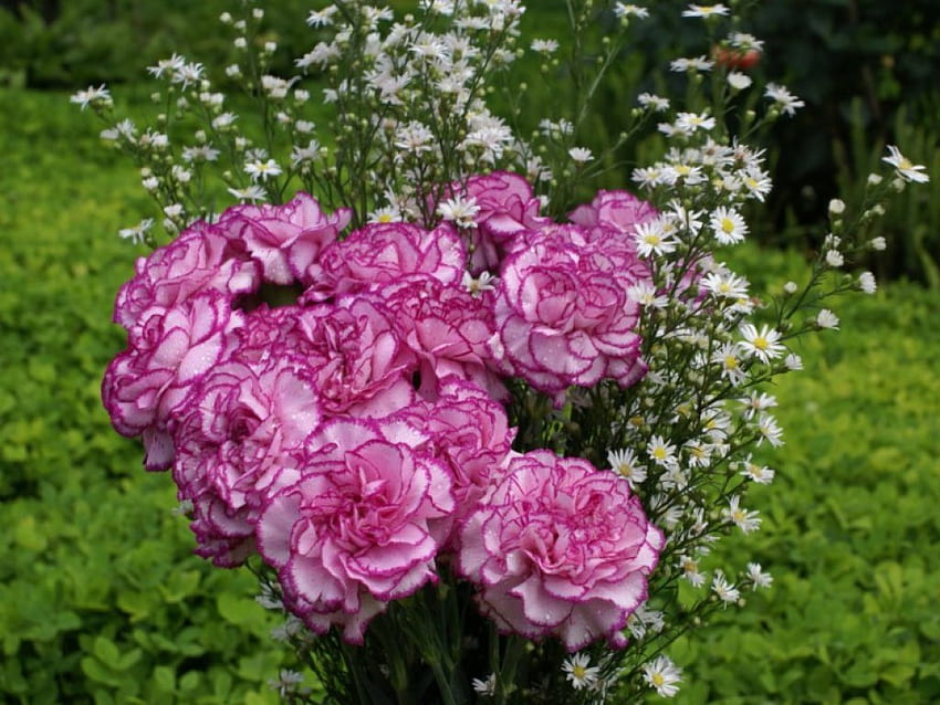 ไลแลคคาร์เนชั่น ดอกไม้ ดอกคาร์เนชั่น วอลล์เปเปอร์ HD