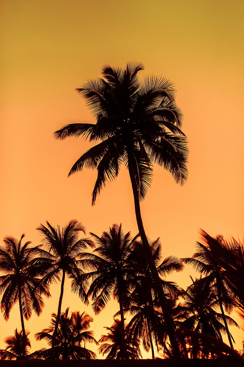 Natur, Bäume, Sonnenuntergang, Blätter, Palmen, Silhouetten HD-Handy-Hintergrundbild