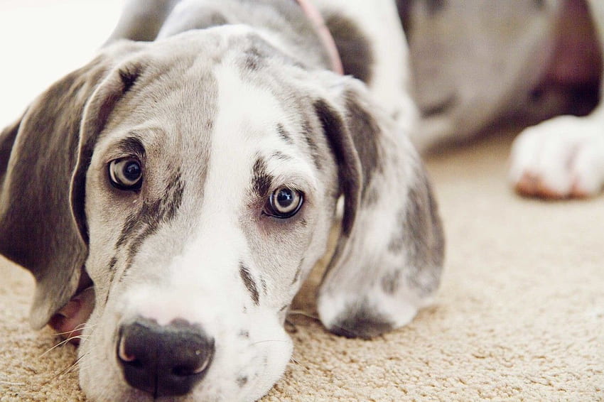 Blue Great Dane - . Anak anjing dane yang hebat, Anjing dane yang hebat, Anjing dane Wallpaper HD